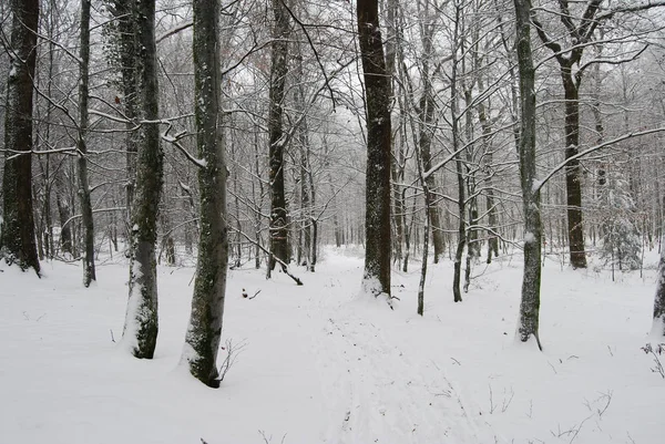 Arbres Couverts Neige Dans Une Forêt Hiver Paysage Blanc Dans — Photo