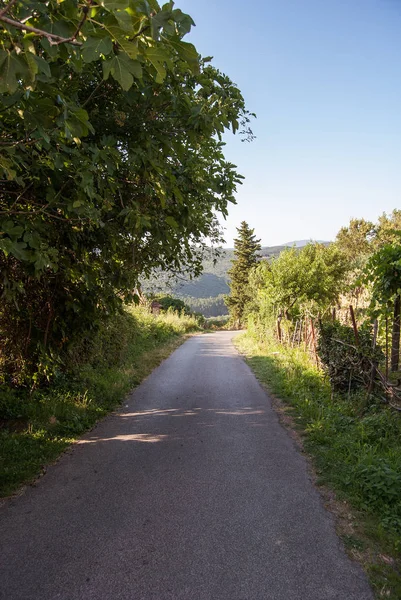 Paisaje Una Carretera Campo Del Sur Italia Junto Los Árboles —  Fotos de Stock