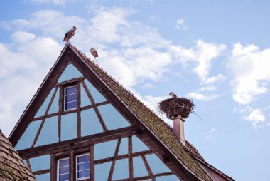 Leylekler, Ungersheim 'deki Alsace ekoloji müzesinin geleneksel çatısındaki yuvalarında