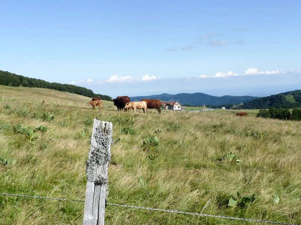 Vue Paysage Depuis Ballon Alsace Grand Ballon Sommet Pic Des — Photo