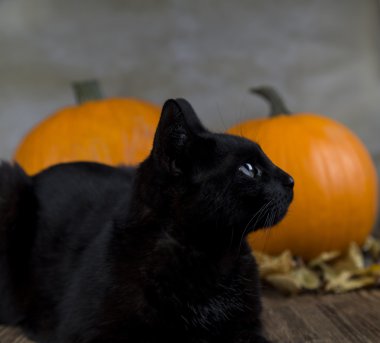 Kedi Cadılar Bayramı'nda turuncu kabak ile geri