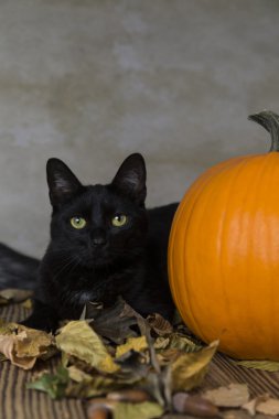 Kedi Cadılar Bayramı'nda turuncu kabak ile geri