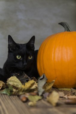 Kedi Cadılar Bayramı'nda turuncu kabak ile geri