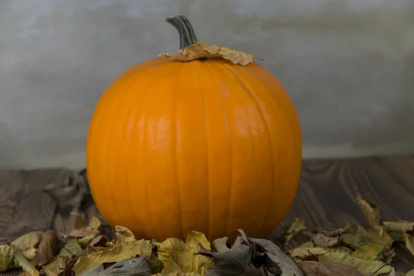 Orangefarbene Kürbisse als Symbol für Herbst und Halloween — Stockfoto