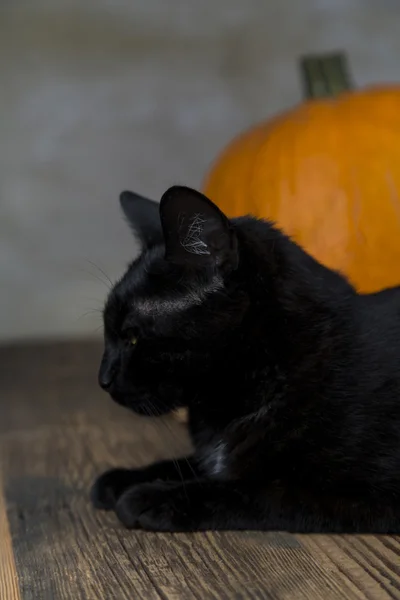 Gatto posteriore su Halloween con zucca arancione — Foto Stock