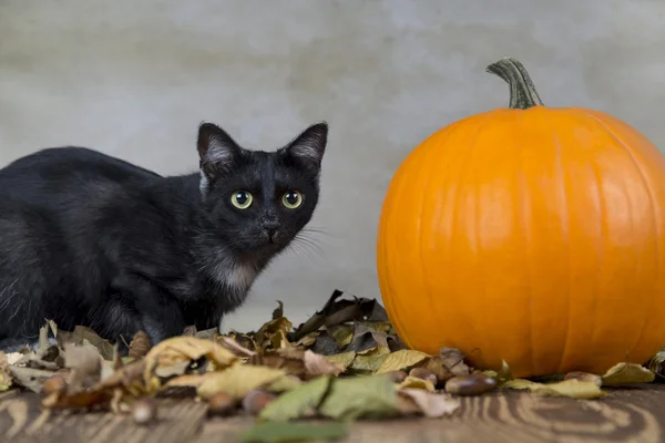 Кошка на Хэллоуин с оранжевой тыквой — стоковое фото