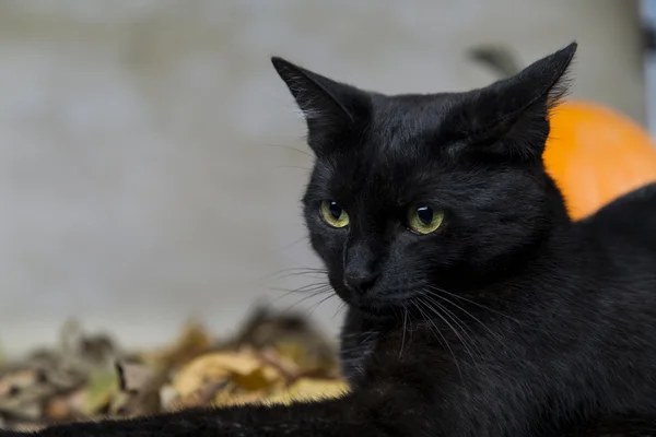 Back cat on Halloween with orange pumpkin