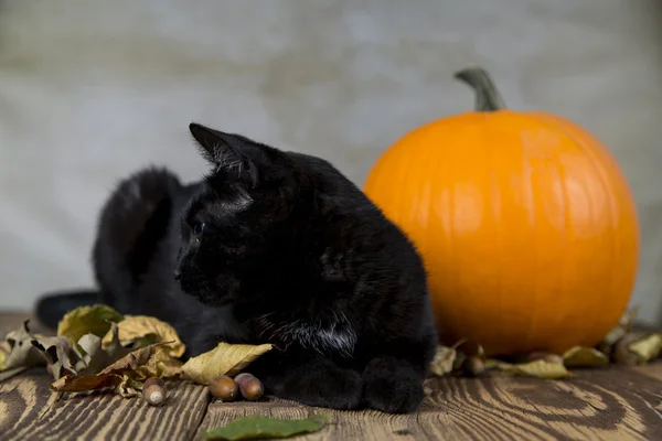 Кошка на Хэллоуин с оранжевой тыквой — стоковое фото