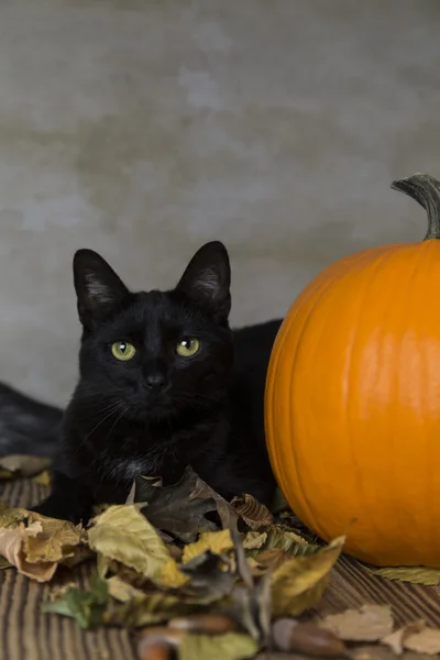 Gatto posteriore su Halloween con zucca arancione — Foto Stock