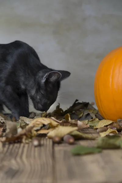 Gatto posteriore su Halloween con zucca arancione — Foto Stock