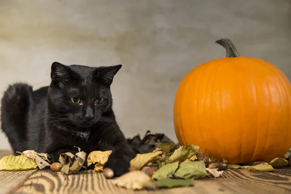 Gatto posteriore su Halloween con zucca arancione — Foto Stock