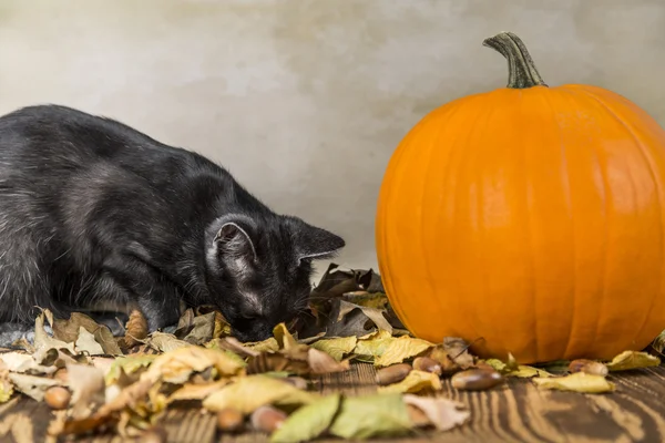 Katze auf halloween mit orangefarbenem Kürbis — Stockfoto