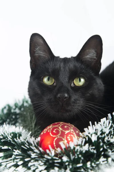 Hermoso gato negro se encuentra en los adornos de Navidad, decoraciones Imagen De Stock