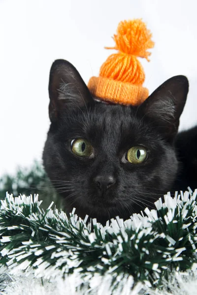 Hermoso gato negro se encuentra en los adornos de Navidad, decoraciones Imagen De Stock