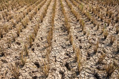 Eski pirinç anız kuru alanında