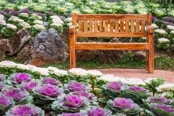 Trä stol i kål prydnads trädgård angkhang thailand — Stockfoto