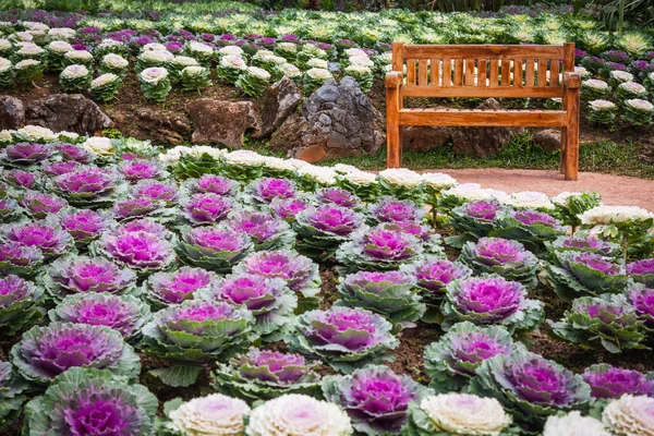 Wood chair in the cabbage ornamental garden of angkhang thailand — Stock Photo, Image