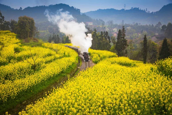 Viejo tren de vapor que pasa por un mar de flores de colza —  Fotos de Stock