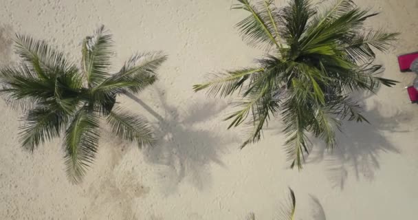 ビーチでのヤシの木と太陽の傘の空中ビュー — ストック動画