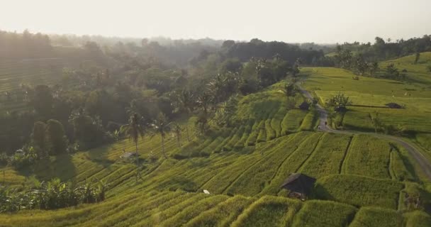Aerial View Jatiluwih Rice Terrace — Stock Video