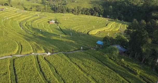 Αεροφωτογραφία Του Jatiluwih Rice Terrace — Αρχείο Βίντεο