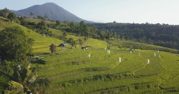 Vue Aérienne Terrasse Riz Jatiluwih — Video