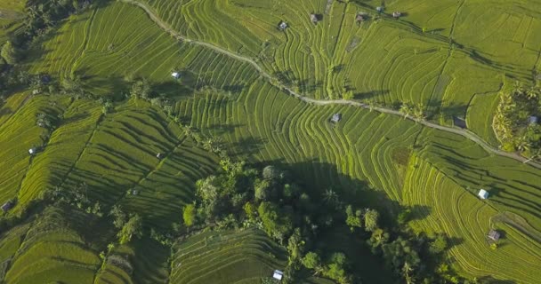 Jatiluwih Pirinç Terası Nın Havadan Görünüşü — Stok video
