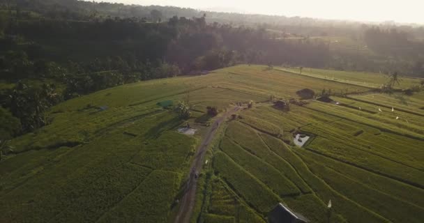 Luchtfoto Van Jatiluwih Rice Terrace — Stockvideo