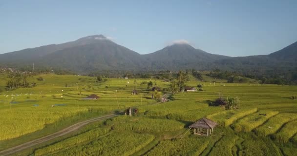 Luchtfoto Van Jatiluwih Rice Terrace — Stockvideo