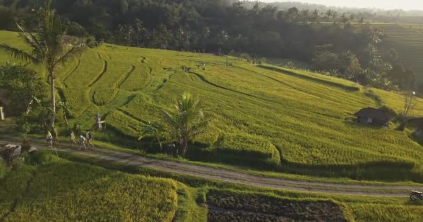 Luftaufnahme Der Jatiluwih Rice Terrace — Stockvideo