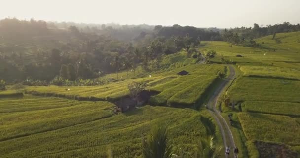 Aerial View Jatiluwih Rice Terrace — Stock Video