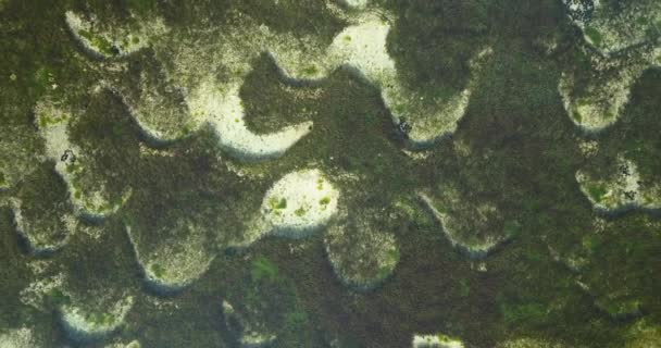 Vista Aérea Alga Marinha Oceano — Vídeo de Stock