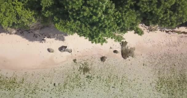 Pemandangan udara pantai tropis pada hari yang cerah — Stok Video