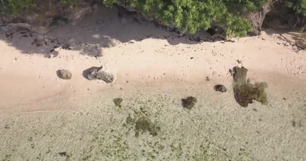 天气晴朗时热带海滩的空中景观 — 图库视频影像