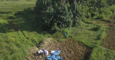 Pirinç tarlasında çalışan insanların üst hava görüntüsü.