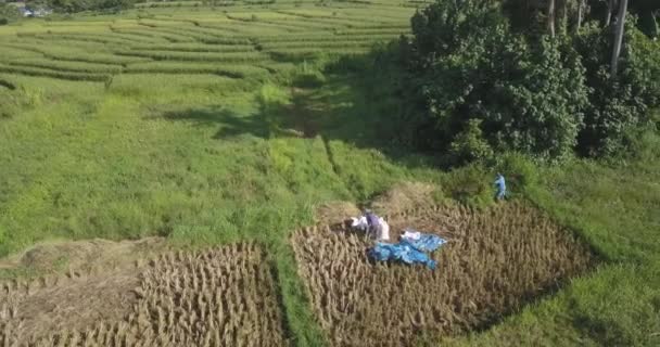 Bovenaanzicht vanuit de lucht van mensen die in een rijstveld werken — Stockvideo