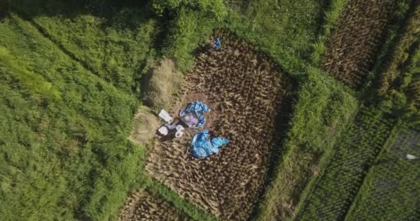 Top aerial view of a people working in a rice field — Stock Video