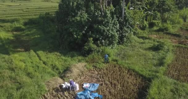 Top aerial view of a people working in a rice field — Stock Video