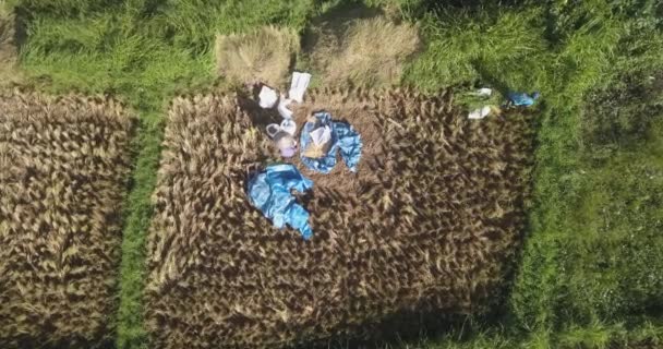 Bovenaanzicht vanuit de lucht van mensen die in een rijstveld werken — Stockvideo