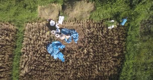 Bovenaanzicht vanuit de lucht van mensen die in een rijstveld werken — Stockvideo