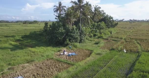 Top aerial view of a people working in a rice field — Stock Video