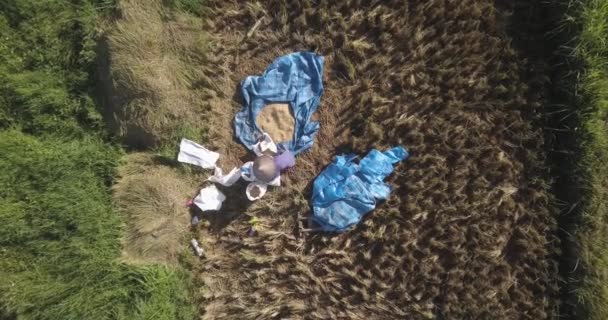 Luftaufnahme eines Menschen, der in einem Reisfeld arbeitet — Stockvideo