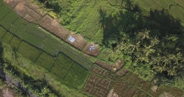 Vista aérea superior de un pueblo que trabaja en un campo de arroz — Vídeo de stock