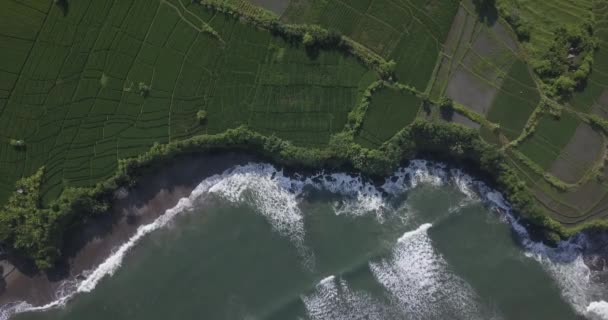 Vista aérea de los arrozales y la playa de Kedungu — Vídeo de stock