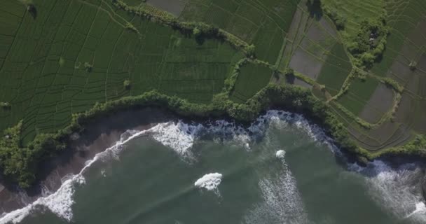 Pirinç tarlalarının ve Kedungu sahillerinin havadan görünüşü — Stok video