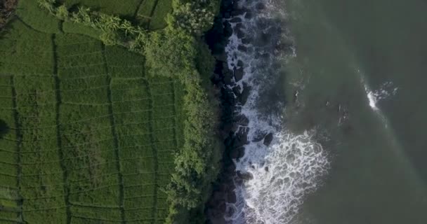 Vista aérea de los arrozales y la playa de Kedungu — Vídeo de stock