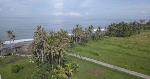 Aerial view of palms at the beach — Stock Video