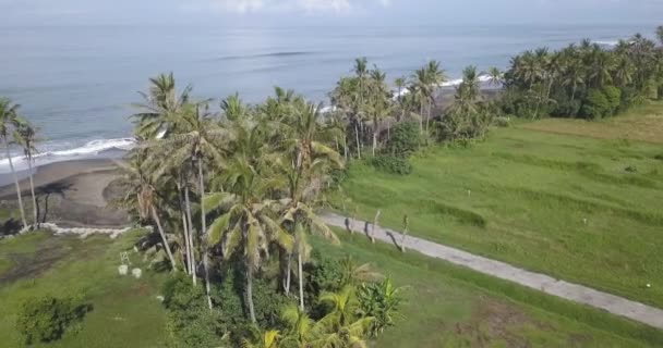 Aerial view of palms at the beach — Stock Video