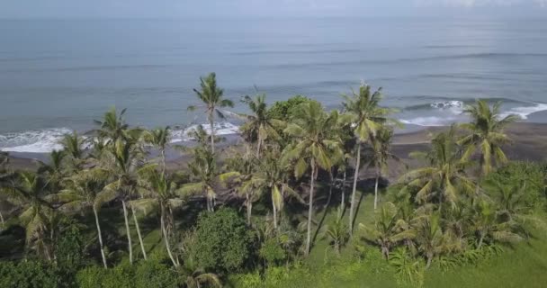 Letecký pohled na palmy na pláži — Stock video
