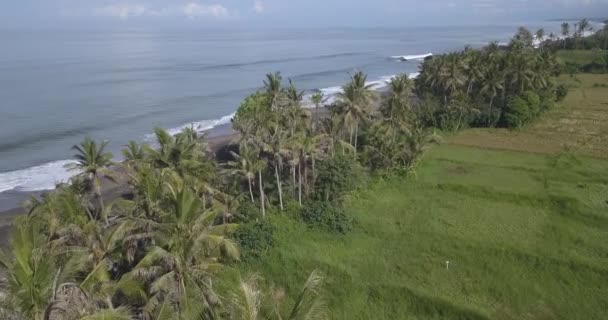 Sahildeki palmiyelerin havadan görünüşü — Stok video
